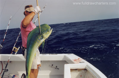 Outer Banks dolphin mahi Fishing on Full Draw Charters Oregon Inlet